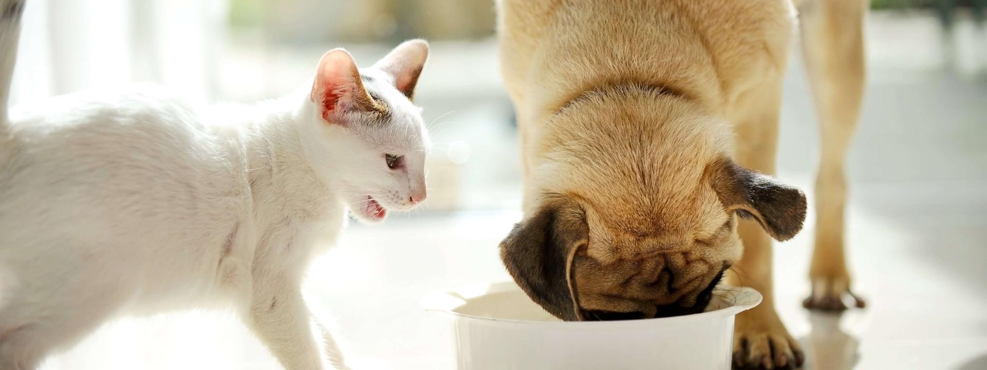 foods-toxic-cats-dogs.jpg
