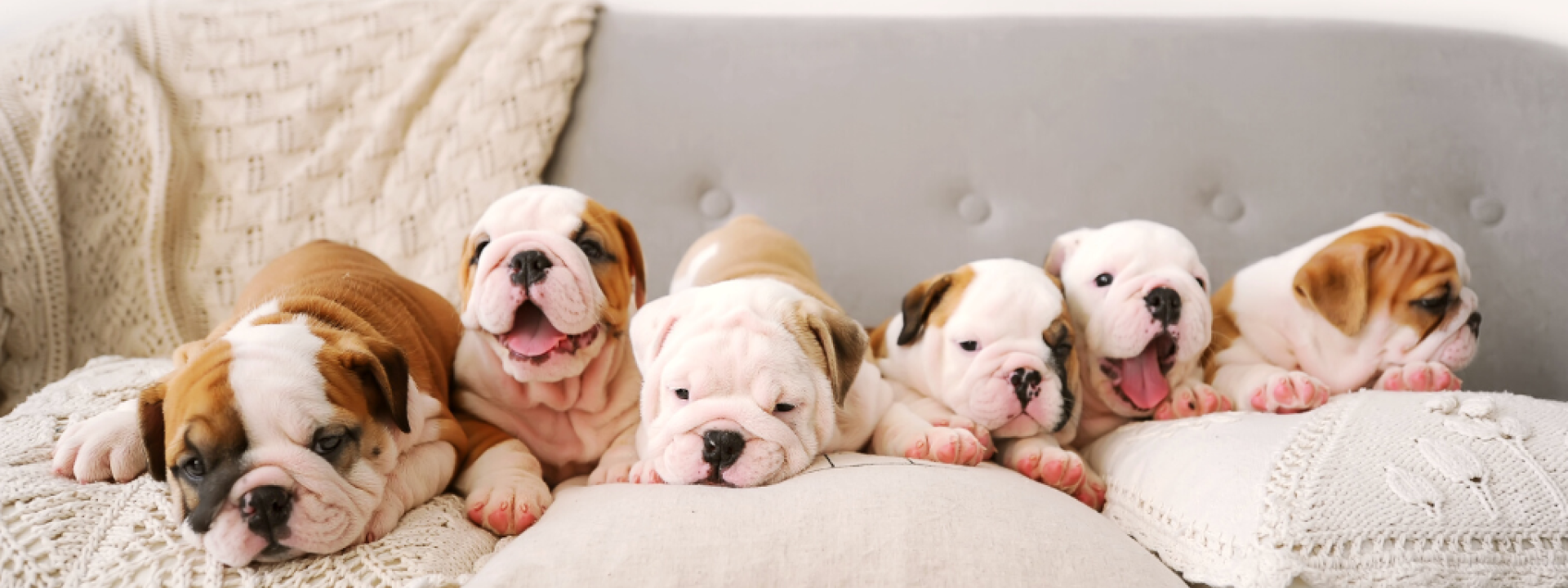 frequently-asked-questions-about-puppies-hero-1.png