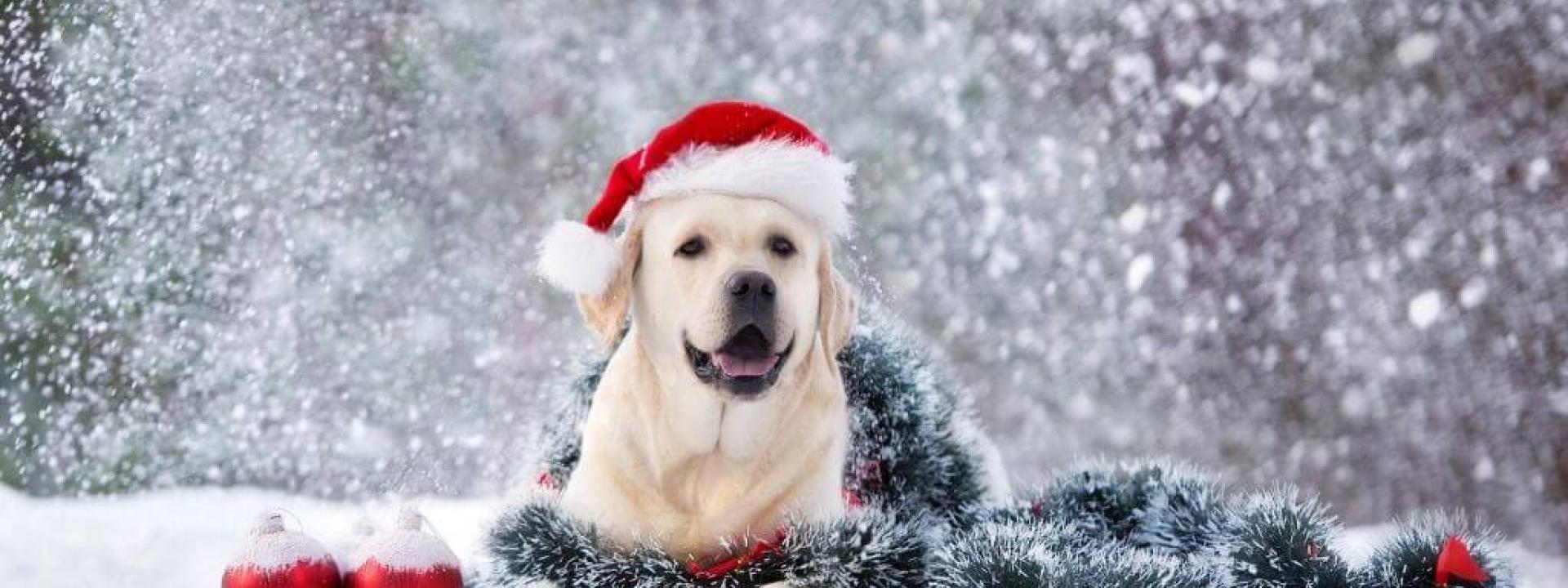 fun-safe-toys-dogs-holidays.jpg
