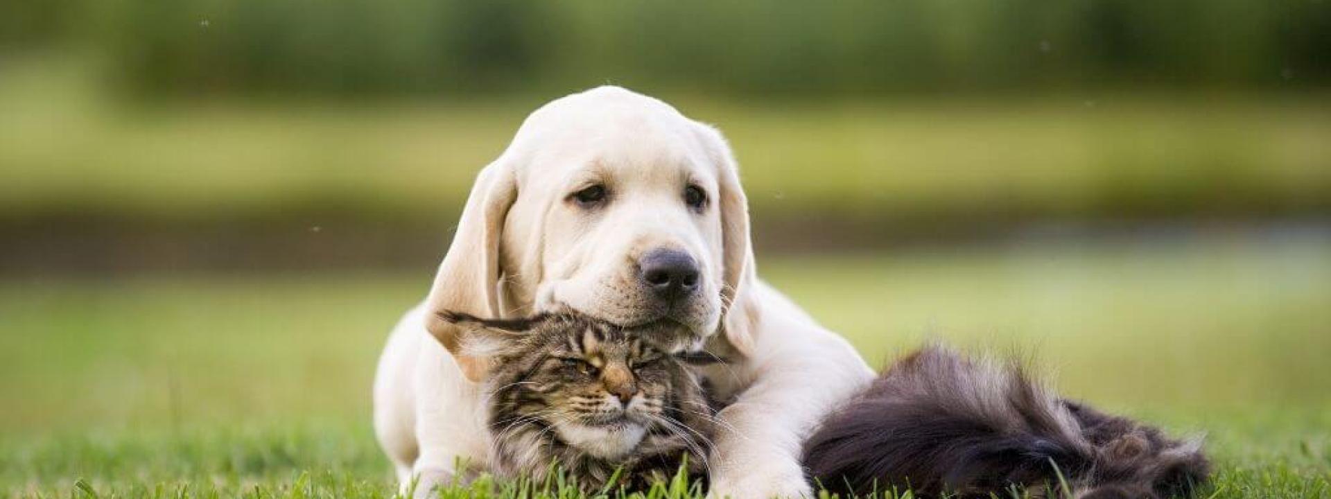 giving-tuesday-pet-causes.jpg
