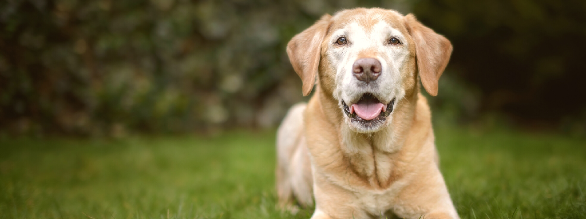 grey-muzzle-dogs-hero-1.png