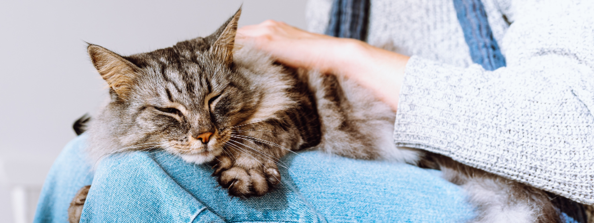 heartworm-in-cats-hero-1.png