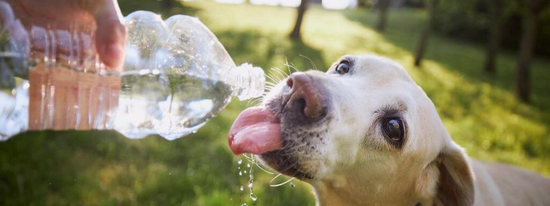 heat-safety-tips-pets.jpg
