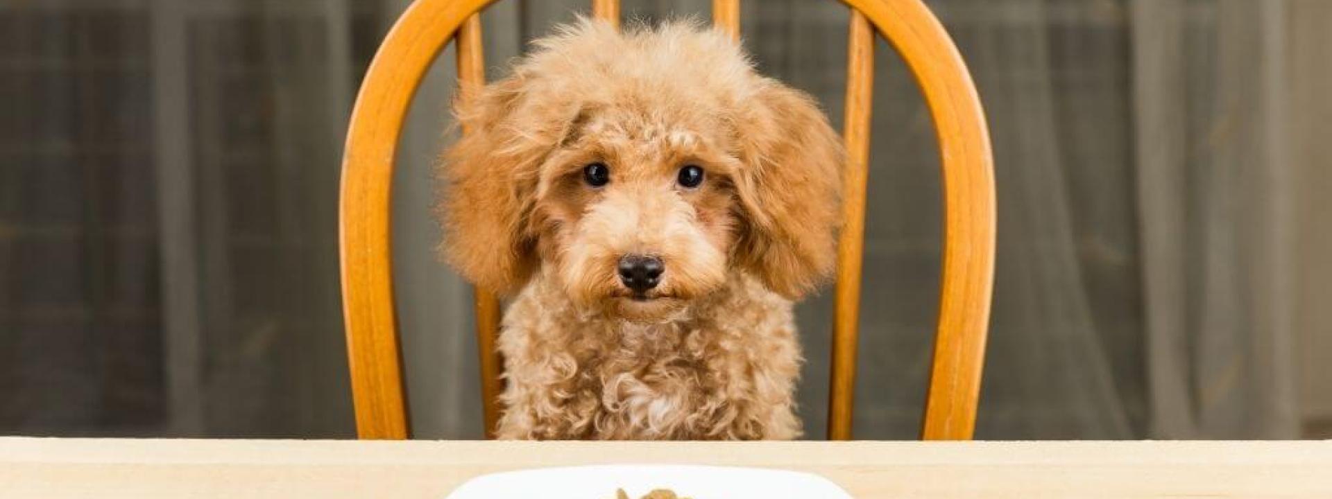 helping-dogs-eat-less.jpg