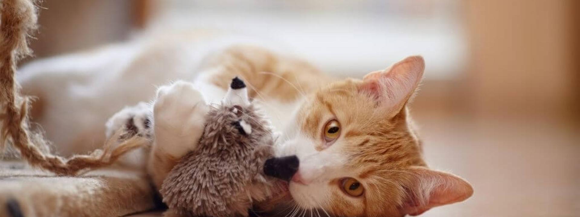 holiday-toys-cats.jpg