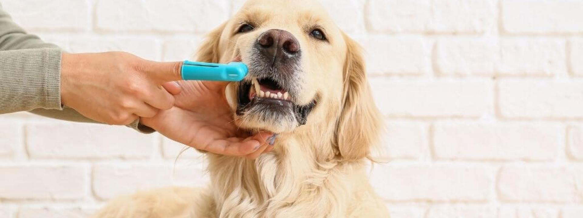 home-dog-dental-care-tips.jpg