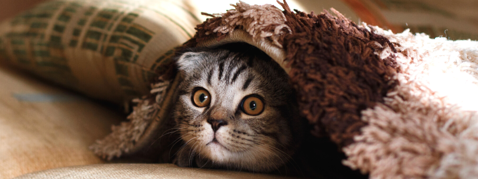 how-to-help-your-introverted-cat-hero-1.png