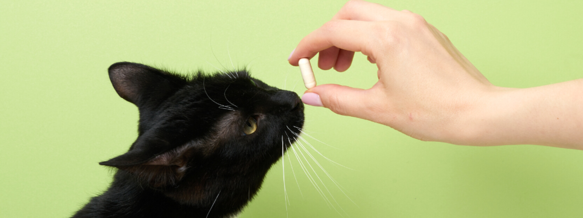 how-to-pill-a-cat-at-home-hero-1.png