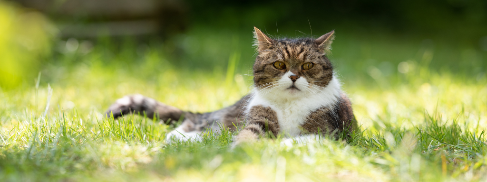 how-to-transition-an-outdoor-cat-hero-1.png