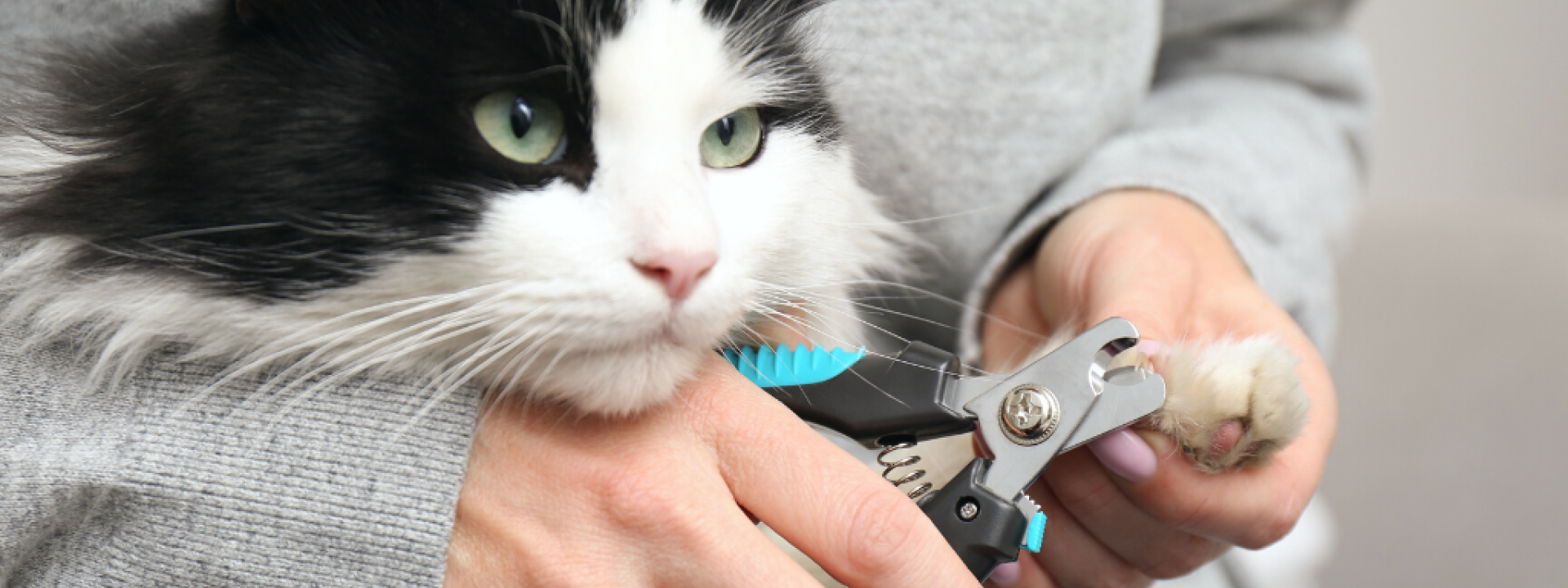 how-to-trim-your-cats-nails-hero-1.png