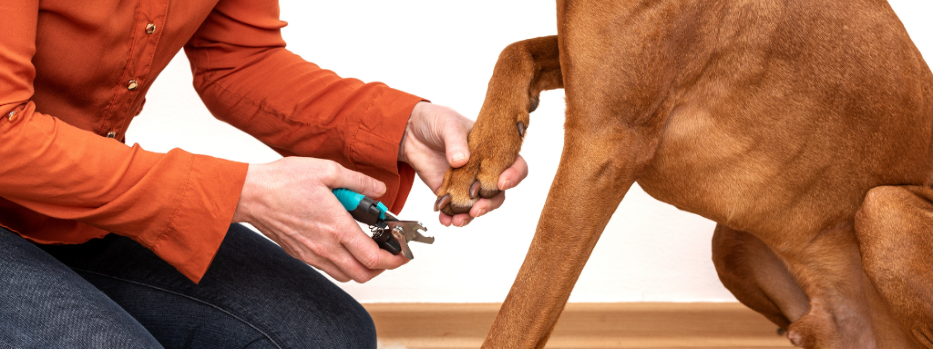 how-to-trim-your-dogs-nails-hero-1.png