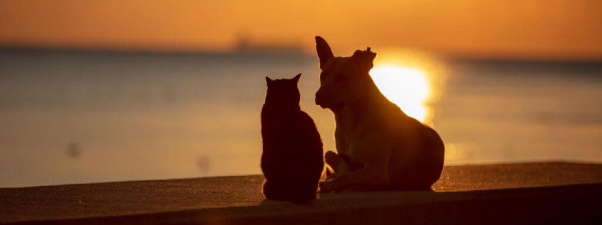 Dog and cat sitting together on ledge, sunset in the background