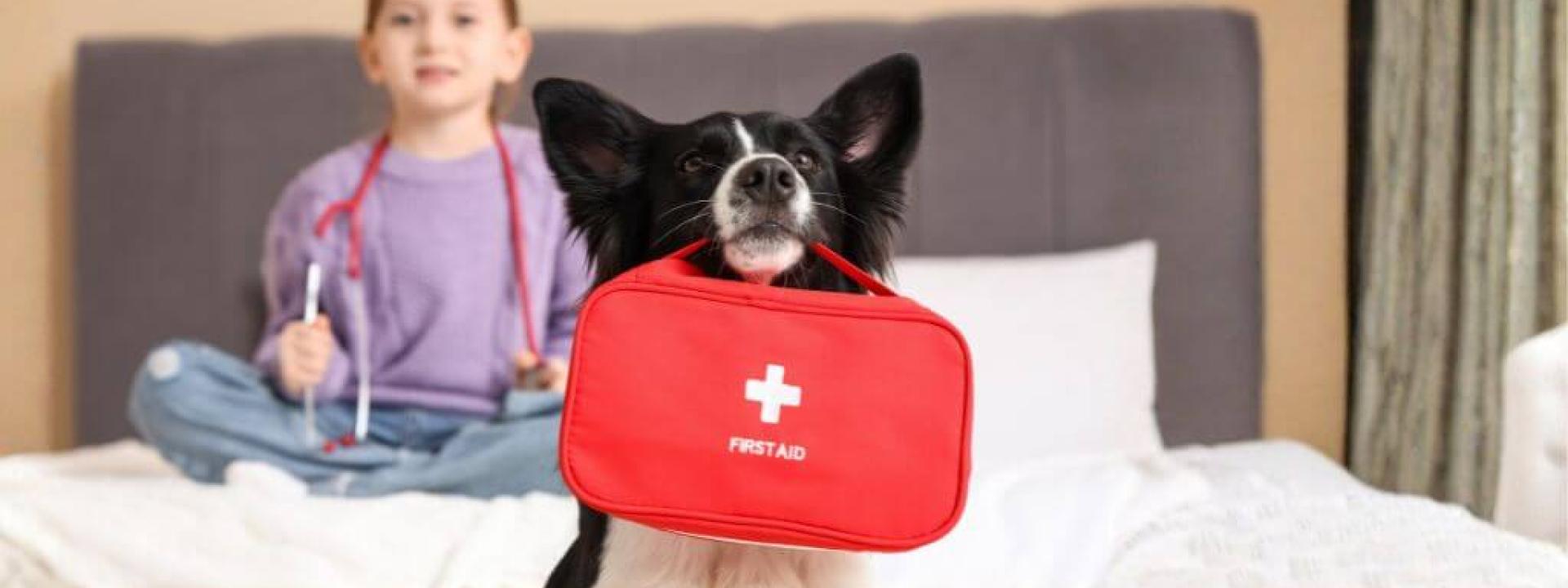 Dog holding pet first aid kit.