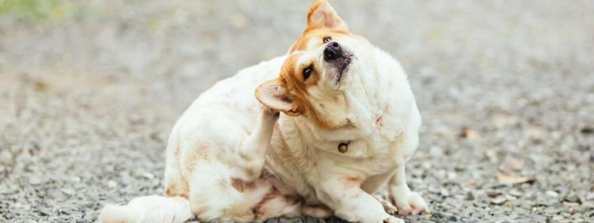 itchy-dog-causes-cures.jpg