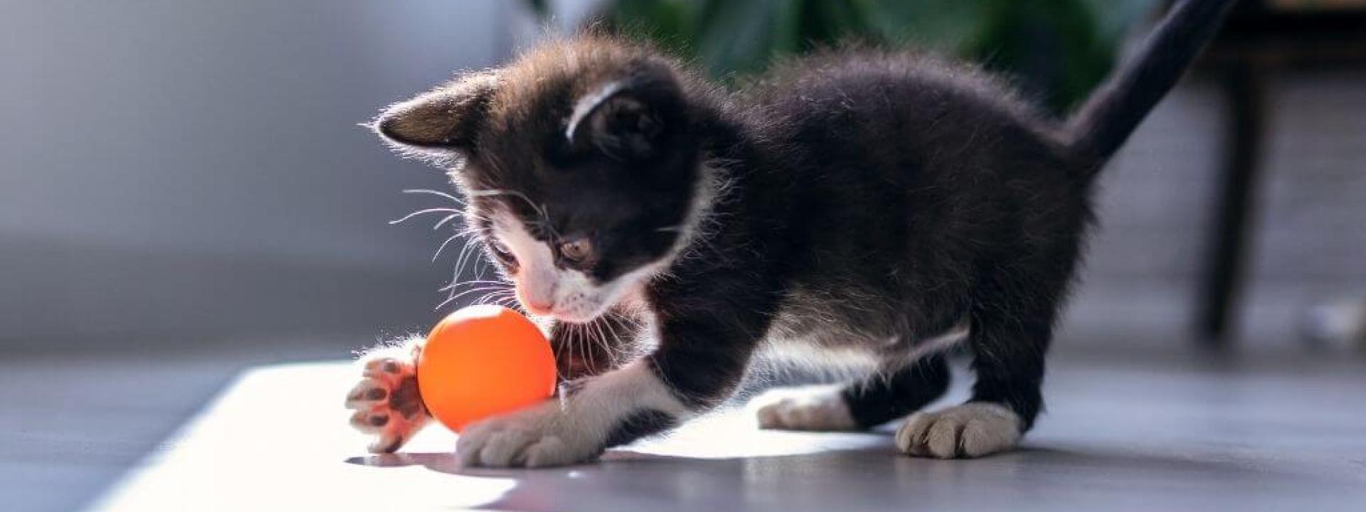kitten-behavior-tips.jpg