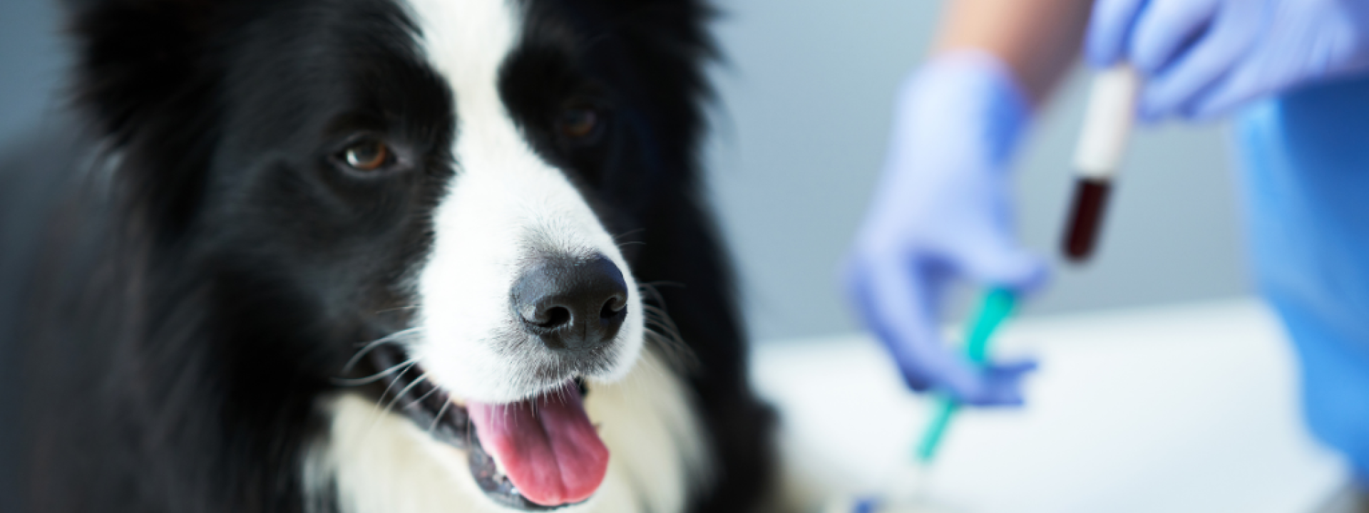 lab-tests-on-dogs-hero-1.png