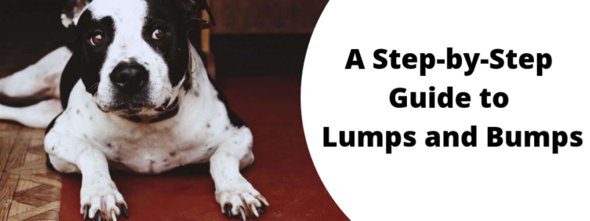 lumps-bumps-header.png