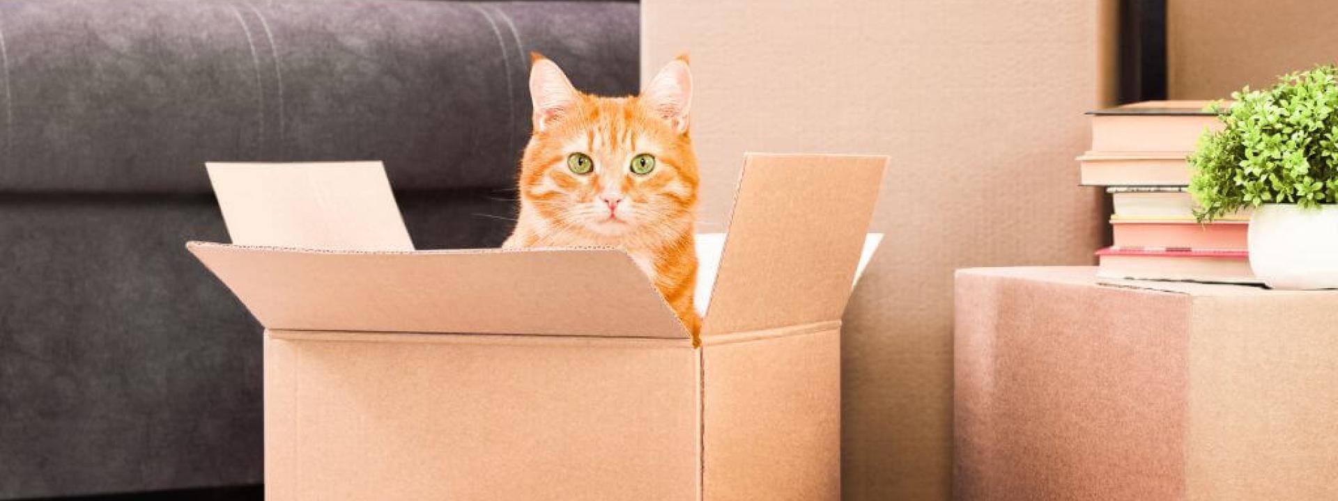 moving-with-cats.jpg