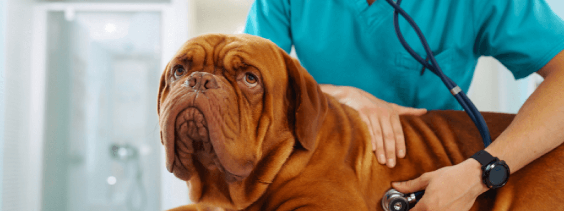 national-canine-lymphoma-awareness-day.png