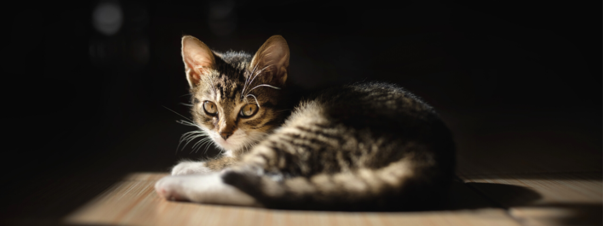 national-cat-day-hero-1.png