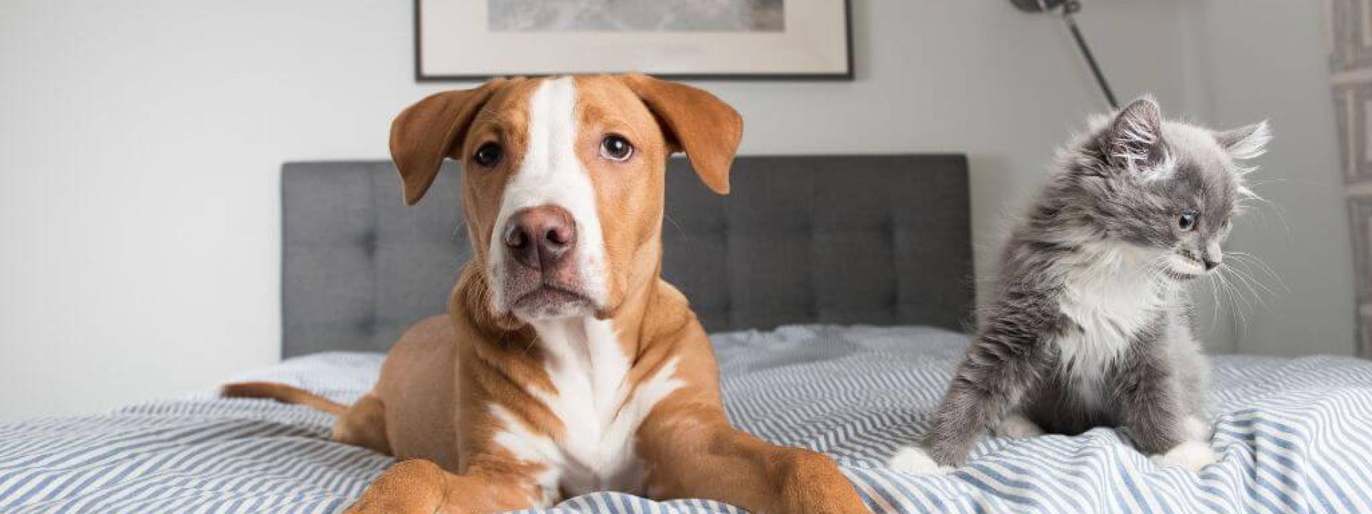 national-foster-pet-month.jpg