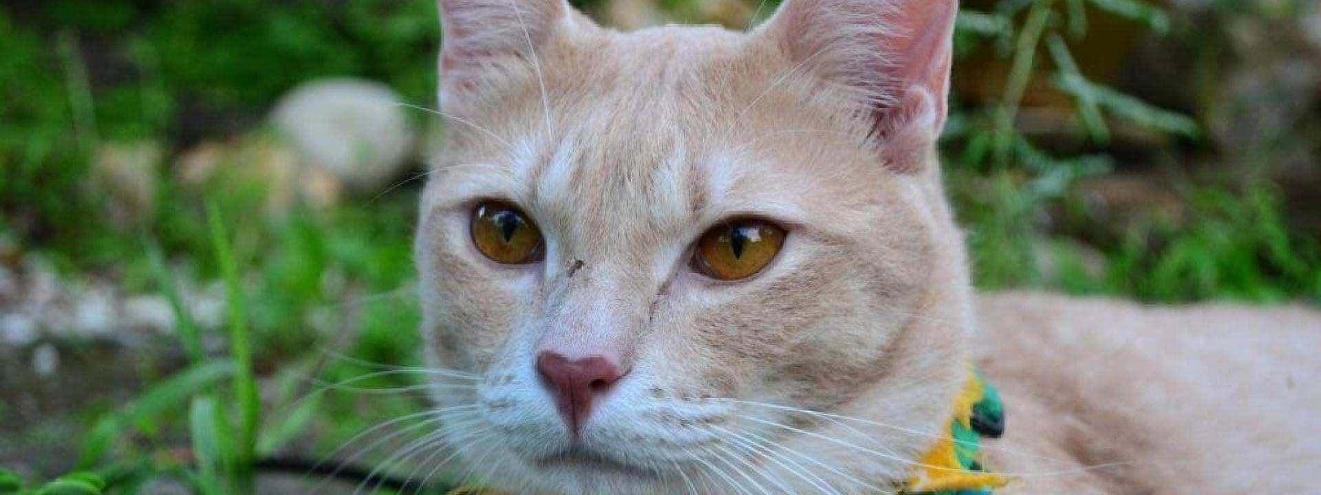 national-heartworm-prevention-month-cats.jpg
