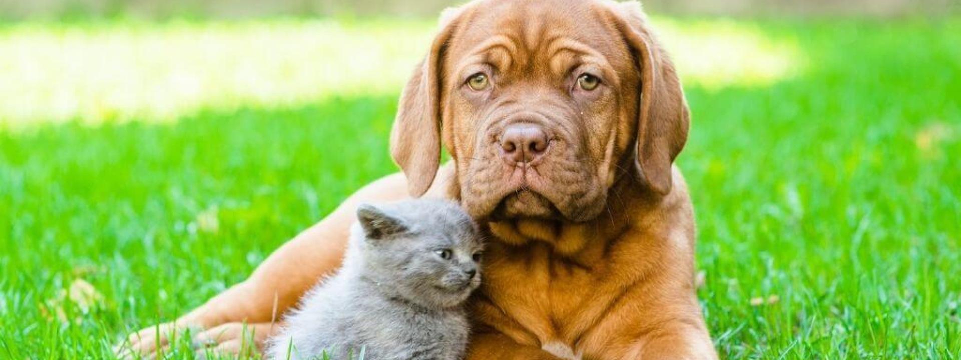 national-heat-awareness-pets.jpg
