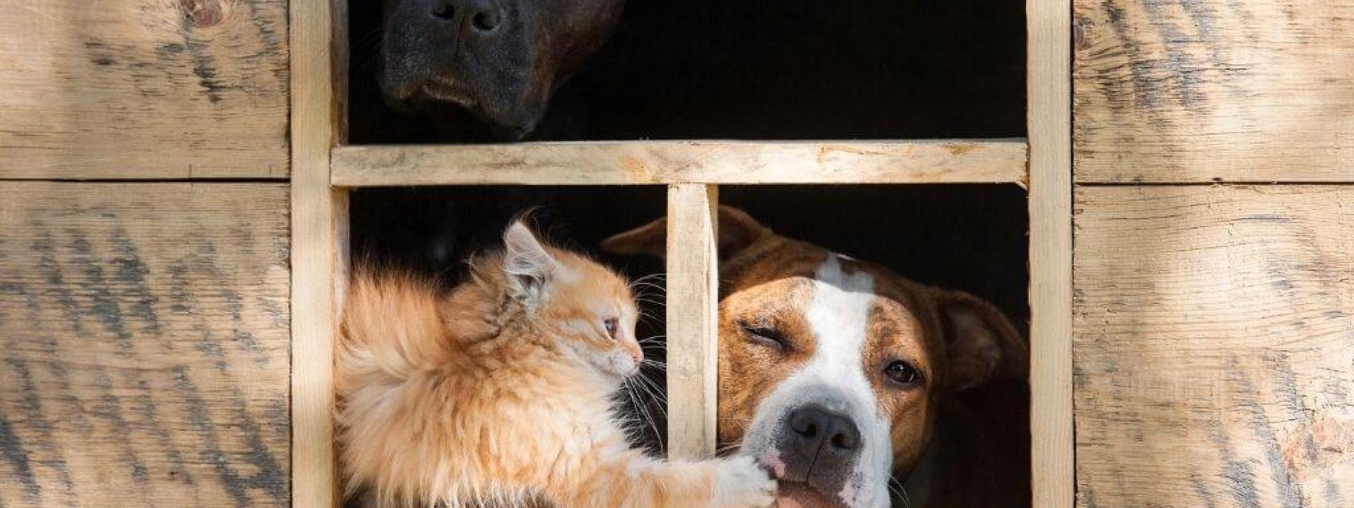 national-pet-poison-prevention-week.jpg