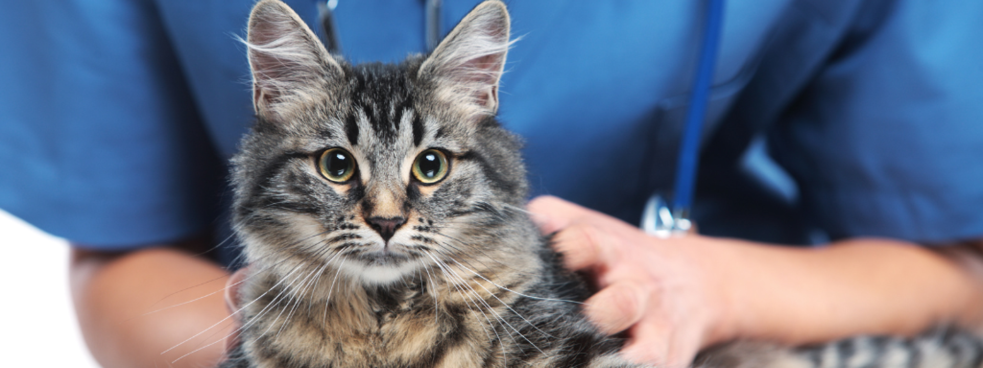 national-pet-wellness-month-hero-1.png