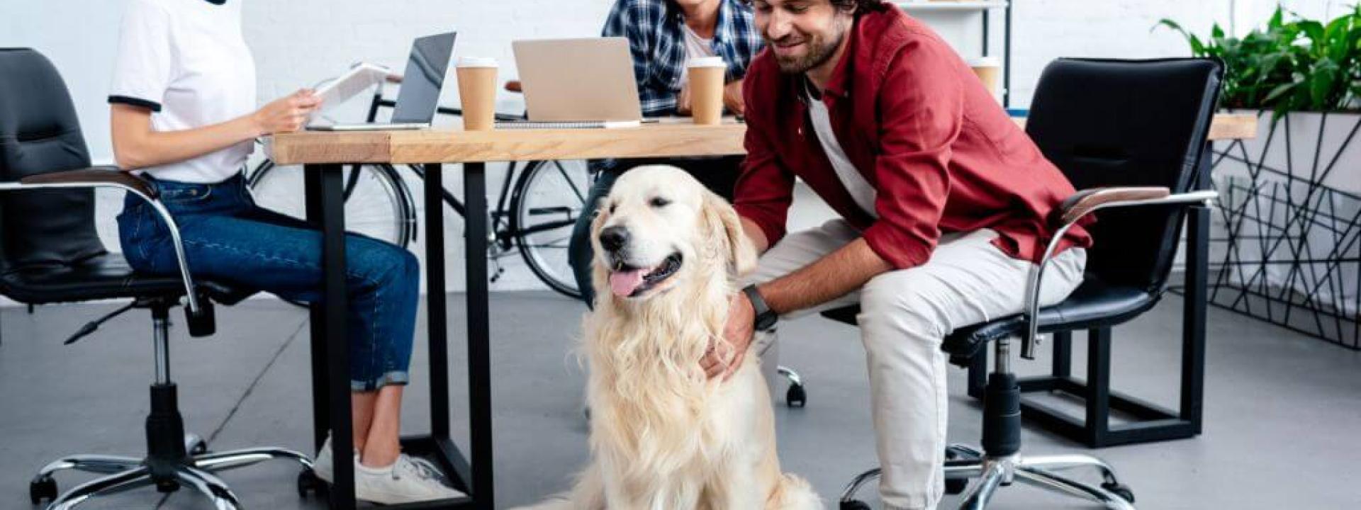national-take-dog-work-day.jpg