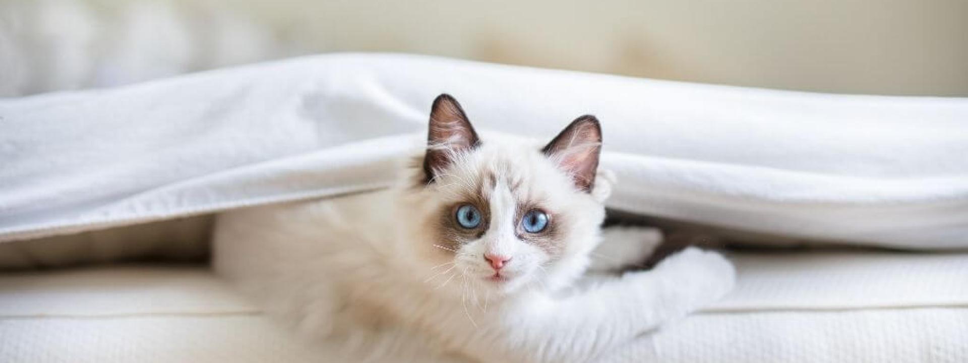 negative-cat-behavior-fixes.jpg