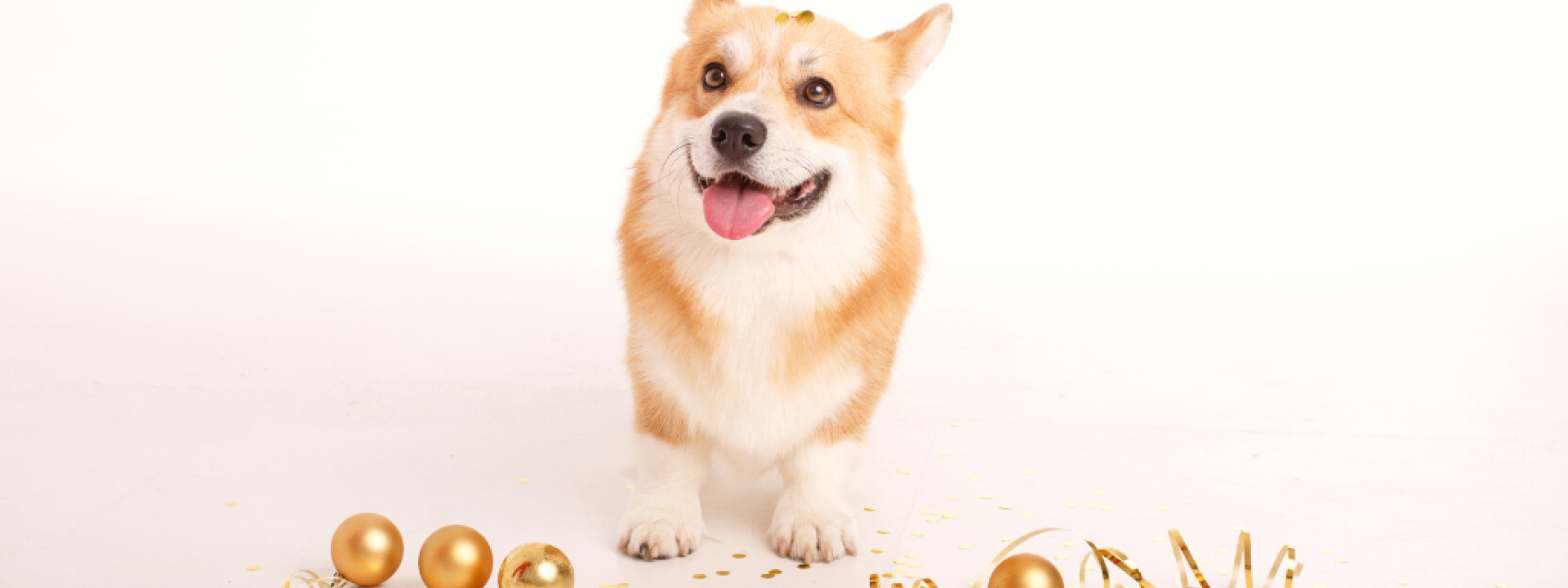 new-years-resolutions-for-your-pets-hero-1.png