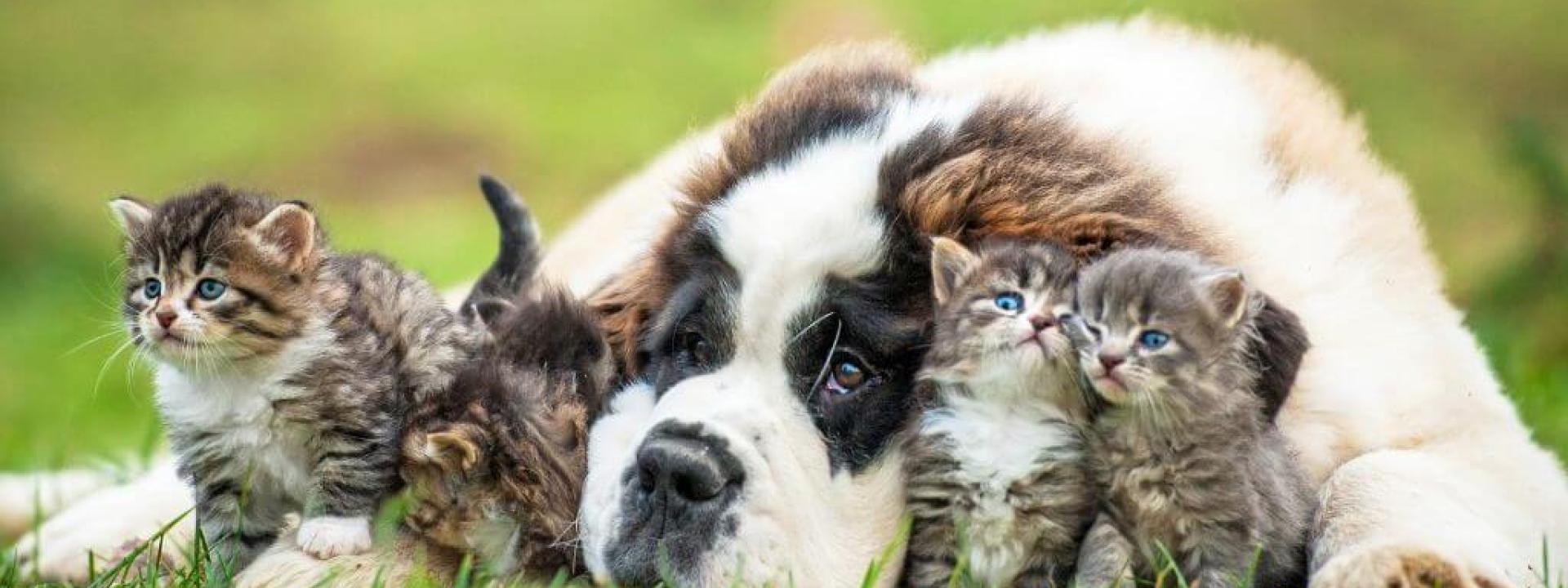 parasite-prevention-cats-dogs.jpg