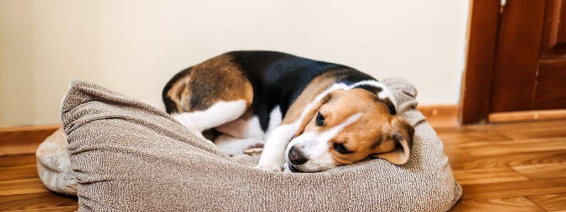 parvovirus-dogs.jpg