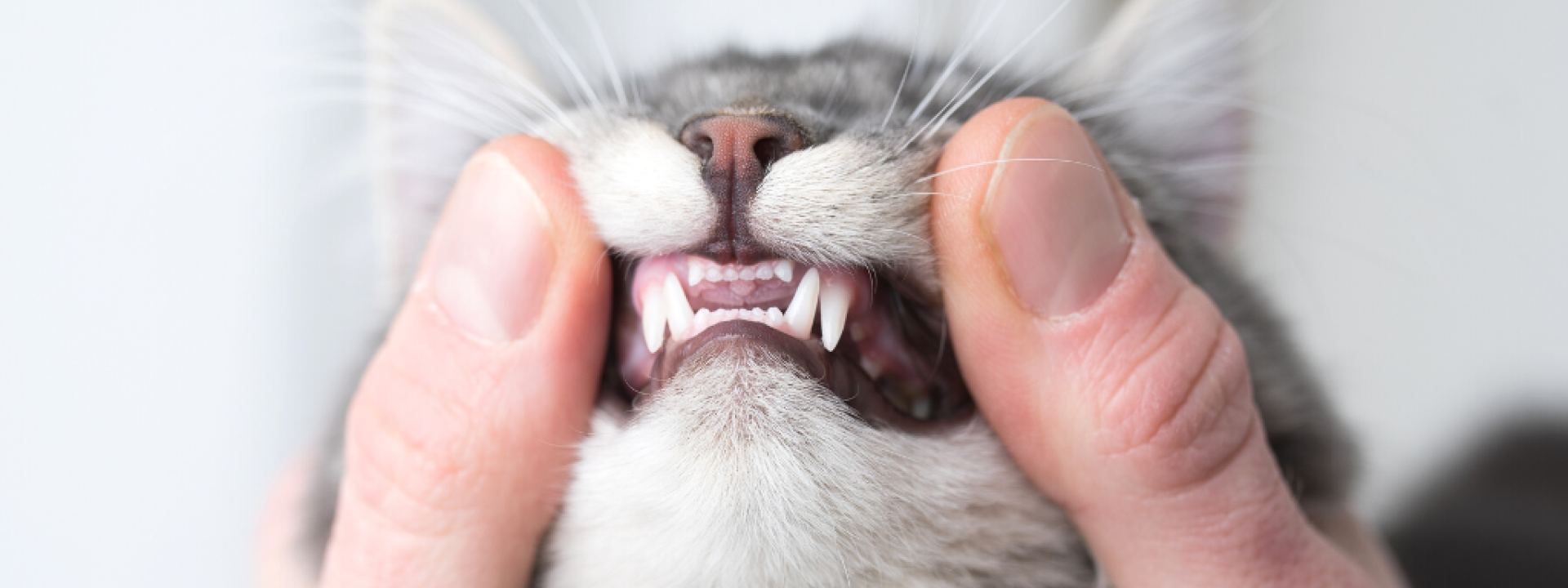 pet-dental-month-hero-1.png