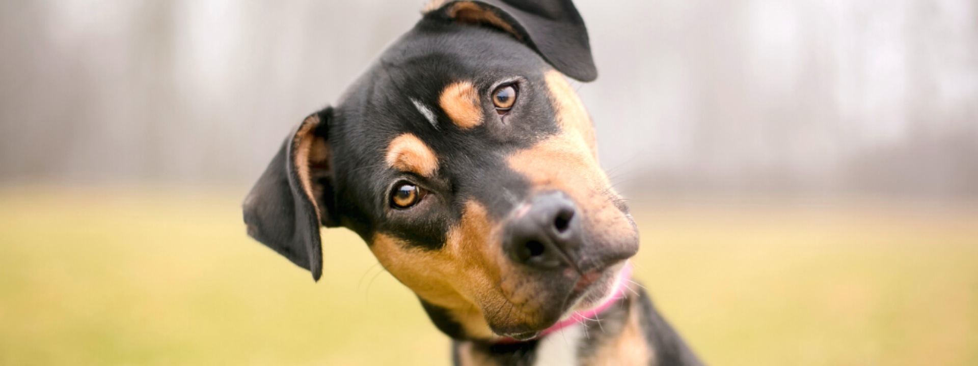 pet-dna-results-hero-1.png