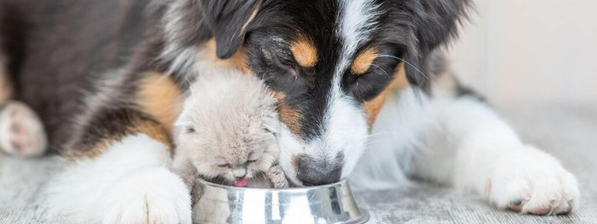 pet-hydration-awareness.jpg
