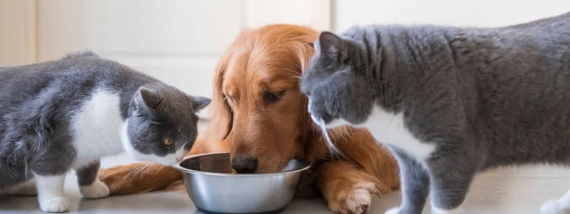 pet-nutrition-tips.jpg