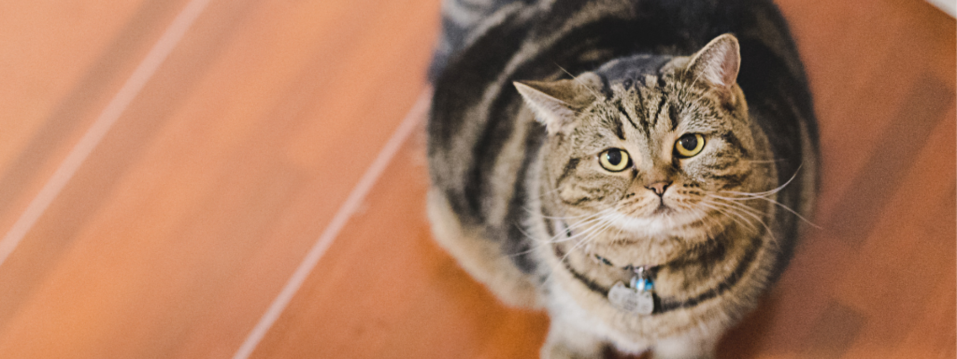 pet-obesity-awareness-day-hero-1.png
