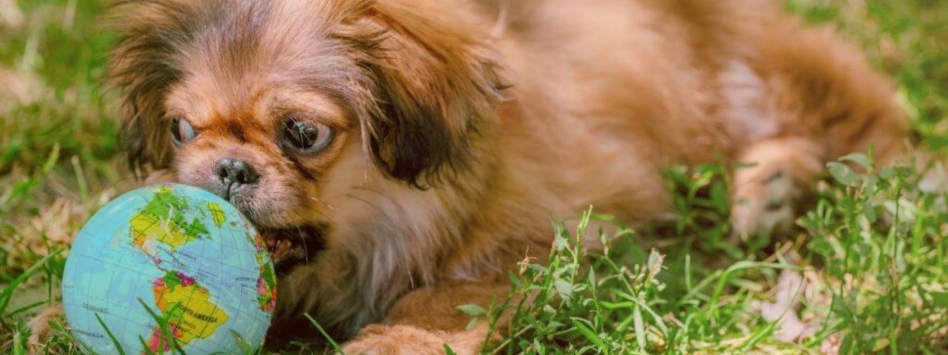 pets-earth-day.jpg