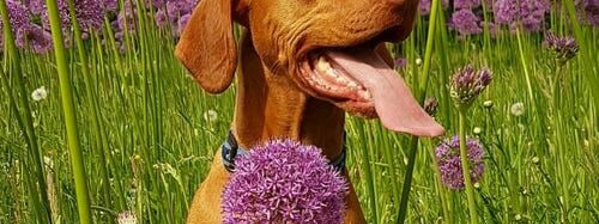 Allergies in dogs