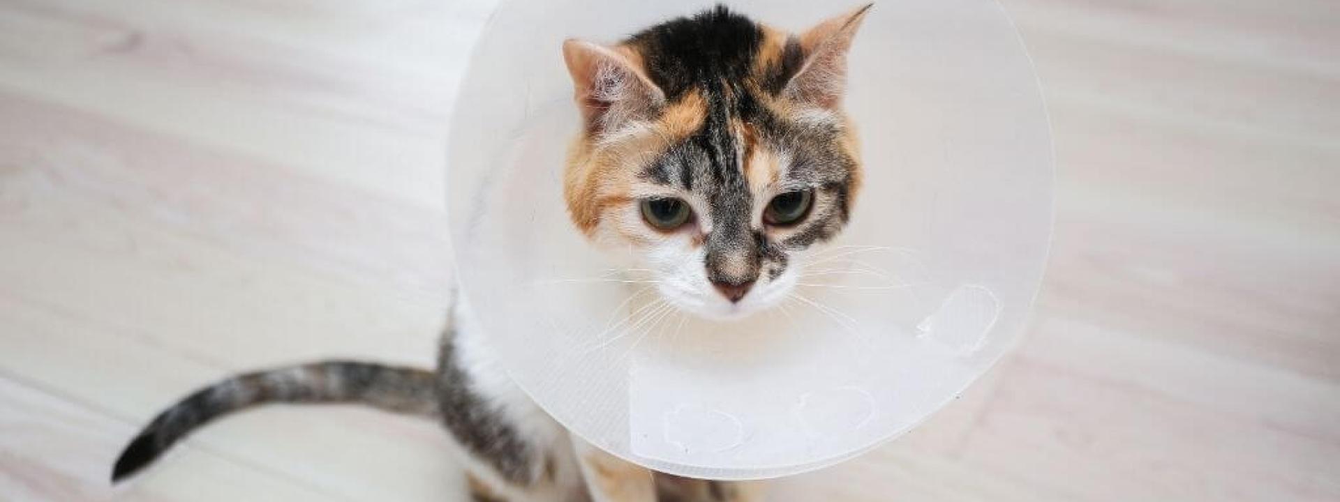 pre-post-cat-surgery-tips.jpg