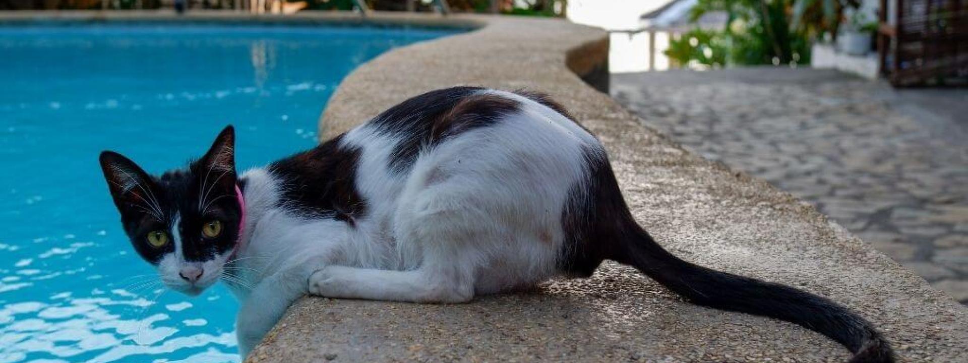 prevent-dry-drowning-pets.jpg