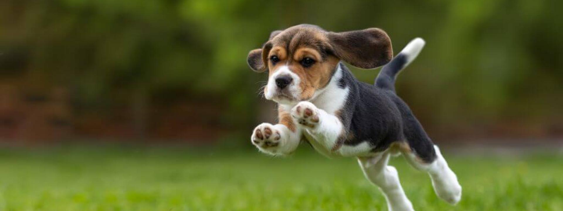 puppy-checklist.jpg