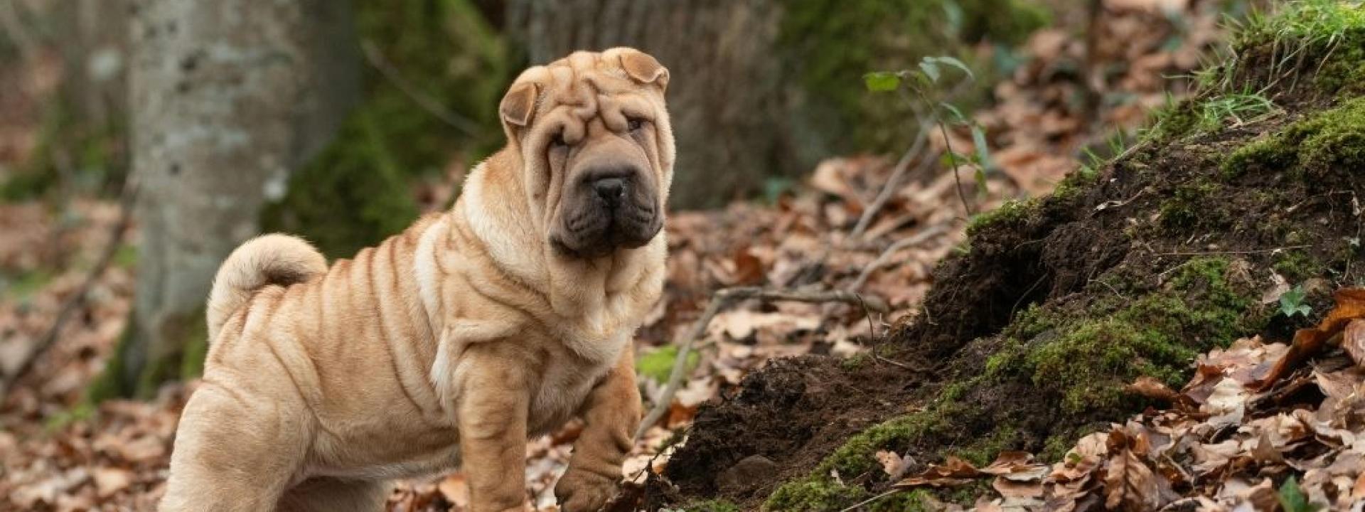 Shar pei dog standing outside in woods