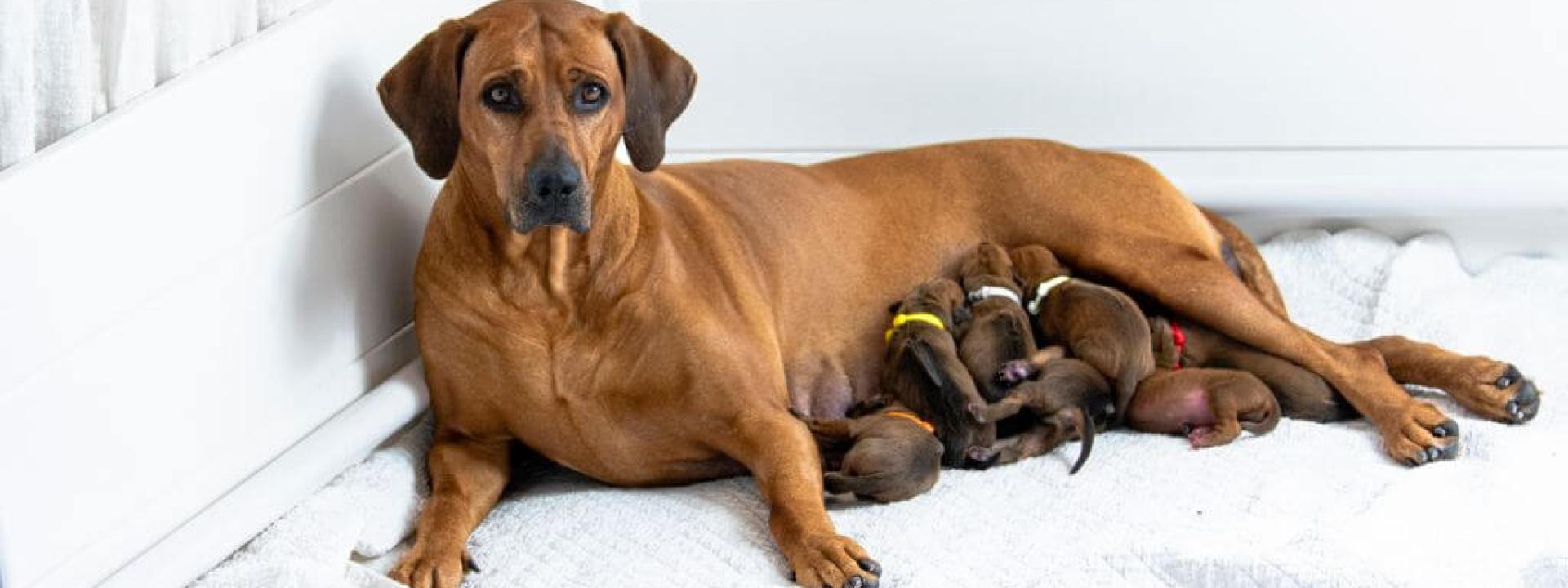 Mother laying with puppies after dog pregnancy and labor