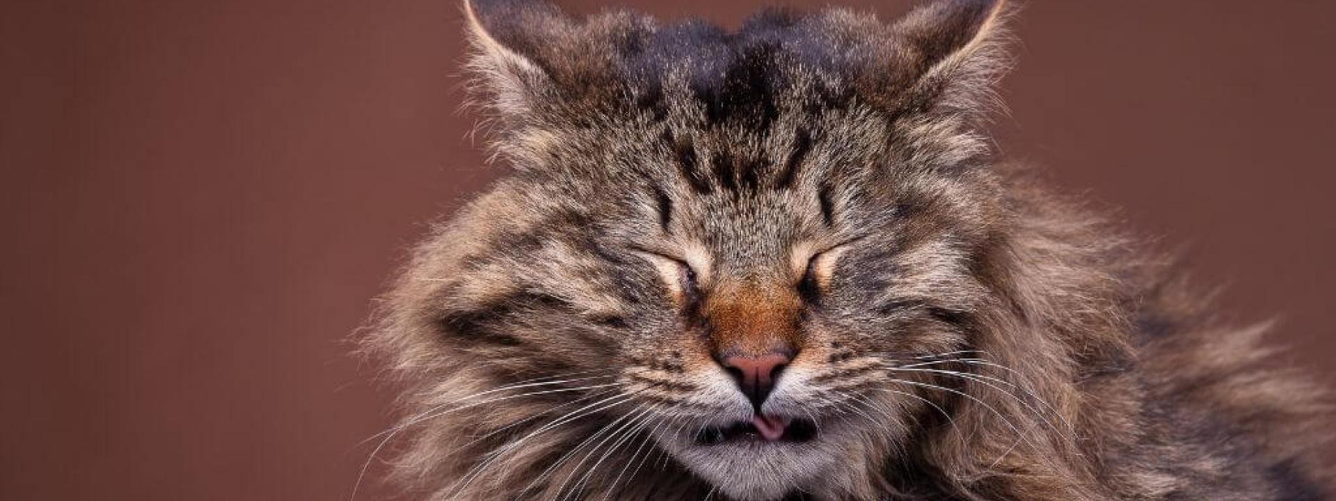 sneezing-cats.jpg