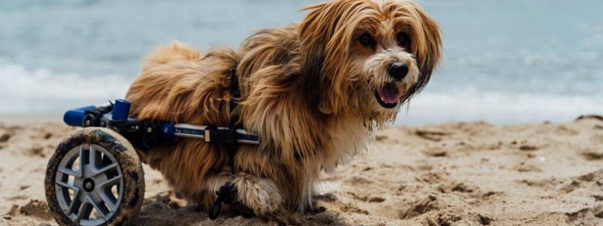 specially-abled-pets-day.jpg