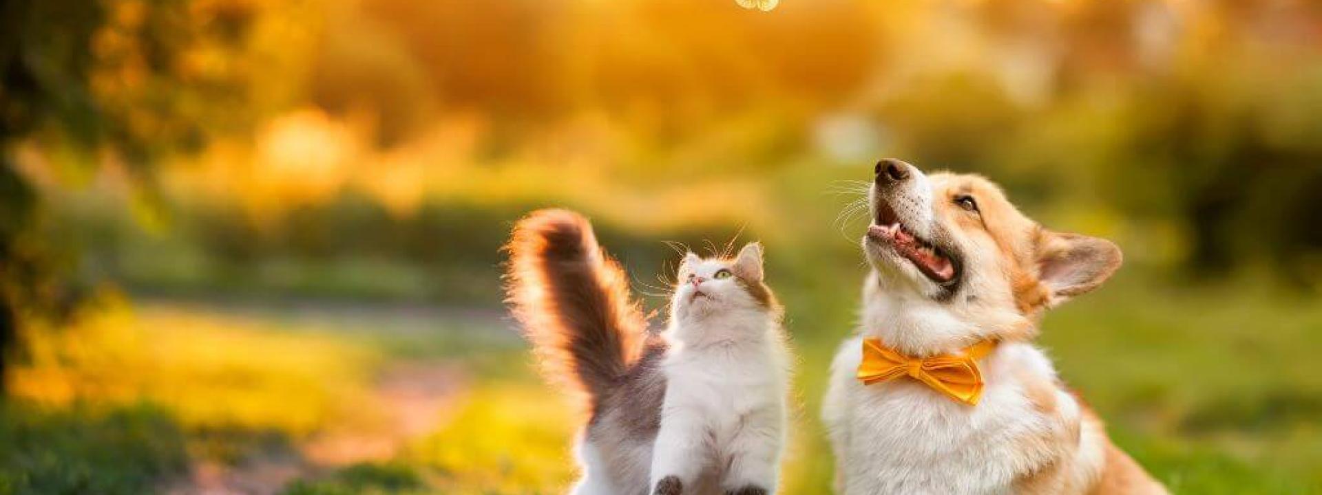 summertime-hazards-cats-dogs.jpg