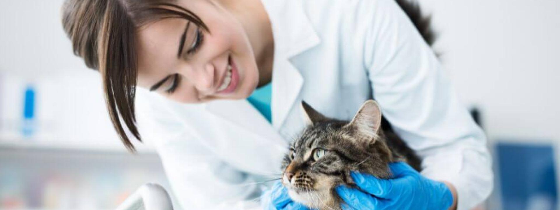 take-your-cat-to-the-vet-day.jpg